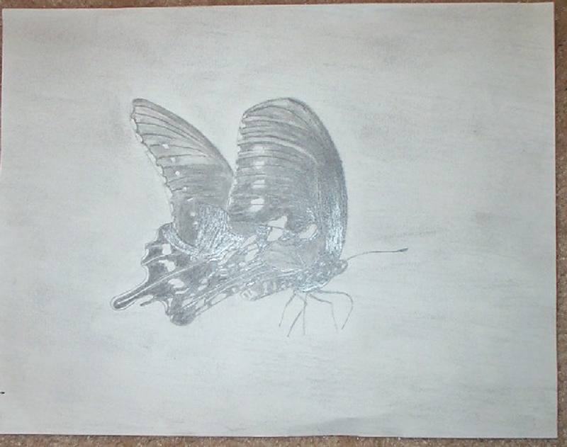 butterfly