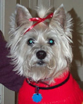 06My dog, Heidi