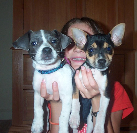 puppies