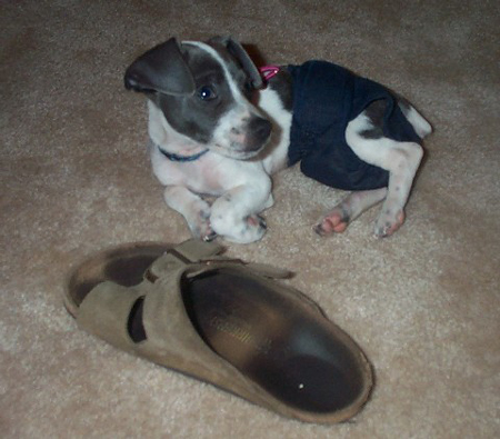 sandal