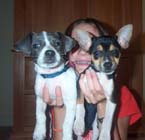 puppies