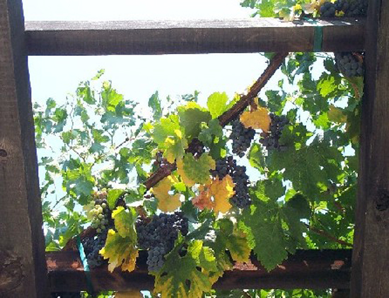 grapesweb