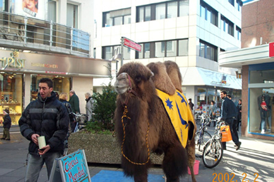 Camel1