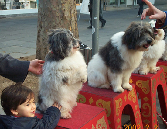 Kid n dogs