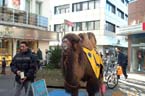 Camel1