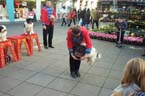 Dog thru hands
