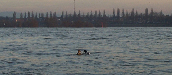 Duck love