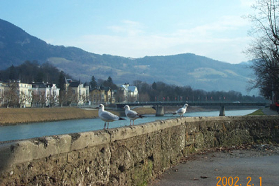 Birds
