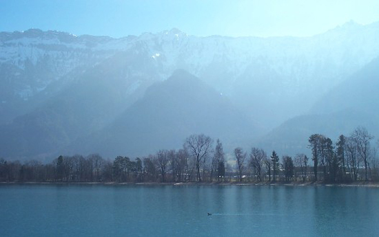 lake duck1