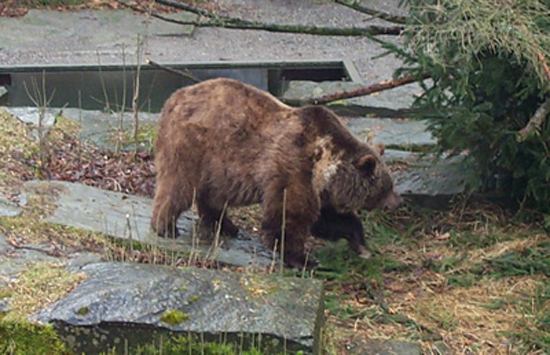 Bear1