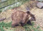 Bear2