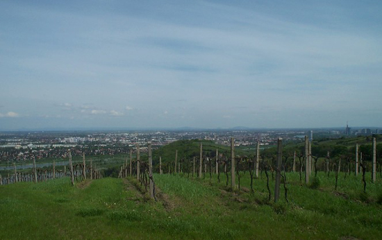 vinyards2