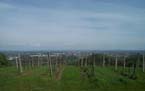 vinyards