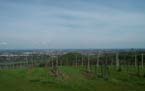 vinyards2