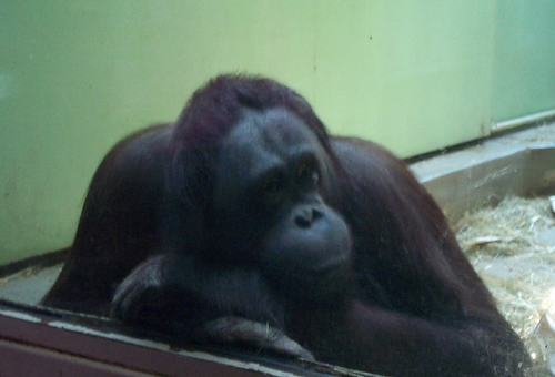 Ape