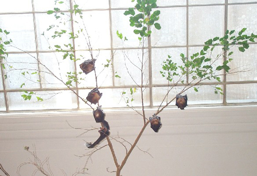 bats