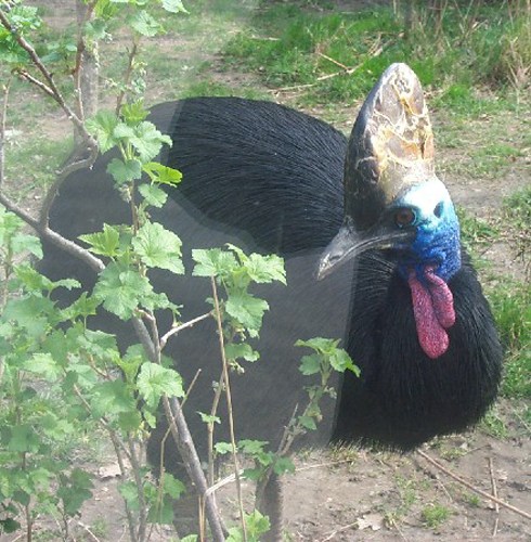 big bird