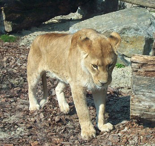 big cat