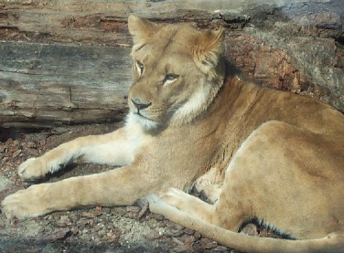 big cat2