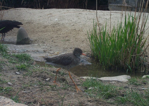 bird