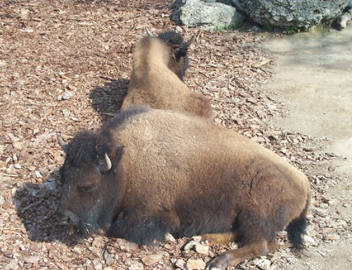 bison