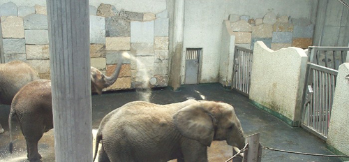 elephant