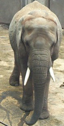 elephant2