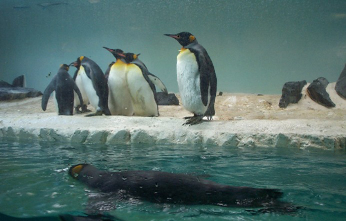 penguin