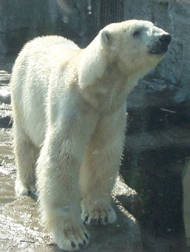 polar bear
