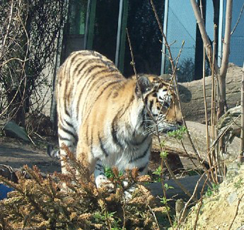 tiger