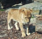 big cat