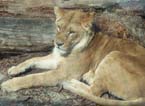 big cat2