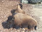 bison
