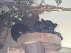 black cats