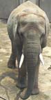 elephant2