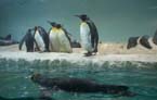 penguin